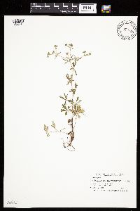Potentilla argentea image