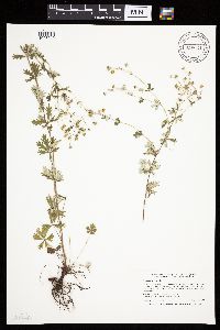 Potentilla argentea image