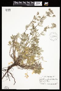 Potentilla argentea image