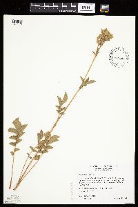 Drymocallis arguta image