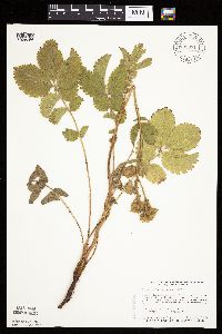 Drymocallis arguta image