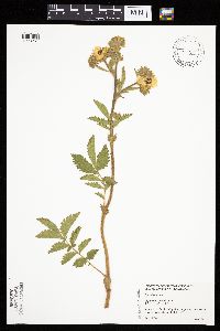 Drymocallis arguta image