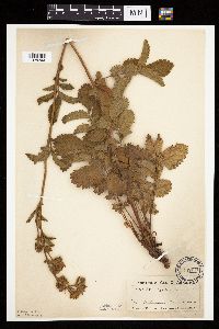 Image Associated With the Occurrence