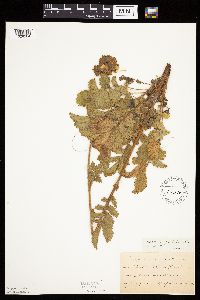 Drymocallis arguta image