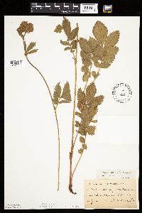 Image Associated With the Occurrence