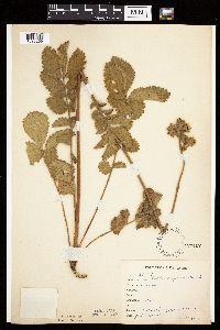 Image Associated With the Occurrence