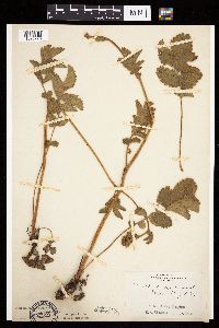 Image Associated With the Occurrence