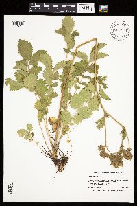 Image Associated With the Occurrence