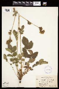 Drymocallis arguta image