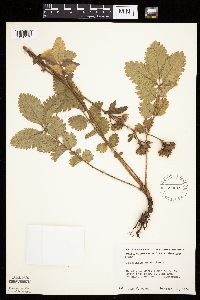 Drymocallis arguta image