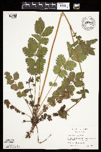 Drymocallis arguta image