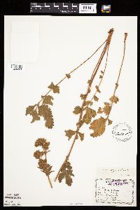 Image Associated With the Occurrence