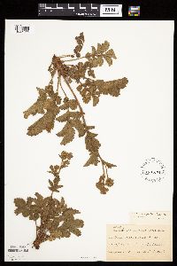 Image Associated With the Occurrence