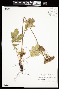 Drymocallis arguta image