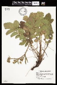 Drymocallis arguta image