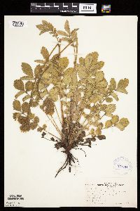 Drymocallis arguta image