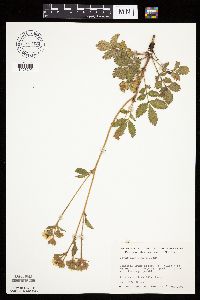 Drymocallis arguta image