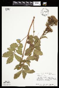 Drymocallis arguta image