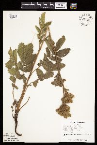 Drymocallis arguta image