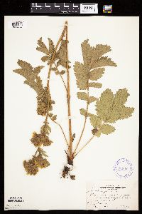 Image Associated With the Occurrence