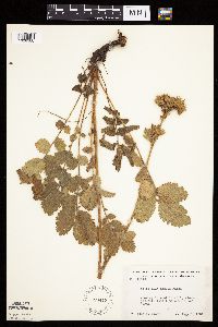 Drymocallis arguta image