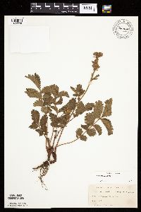 Drymocallis arguta image