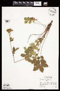 Drymocallis arguta image