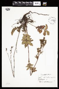 Drymocallis arguta image