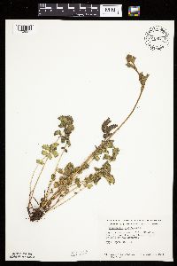 Drymocallis arguta image