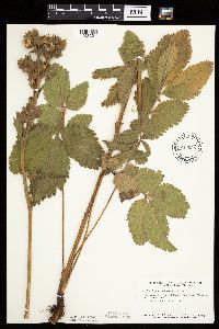 Drymocallis arguta image