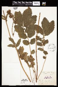 Drymocallis arguta image