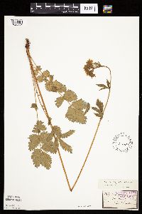 Image Associated With the Occurrence