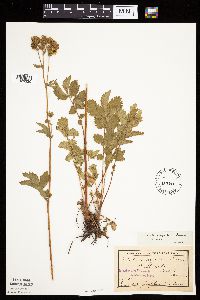 Image Associated With the Occurrence