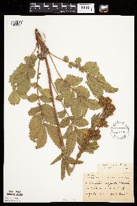 Image Associated With the Occurrence