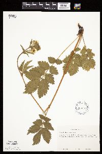 Drymocallis arguta image