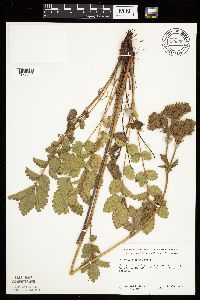 Drymocallis arguta image