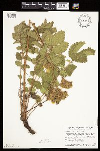 Drymocallis arguta image