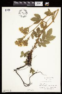 Drymocallis arguta image