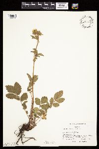 Drymocallis arguta image