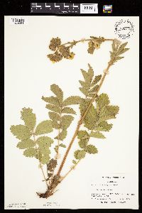 Drymocallis arguta image