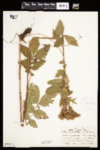 Image Associated With the Occurrence