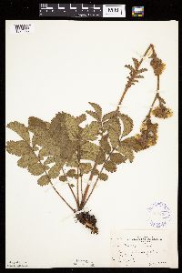 Image Associated With the Occurrence