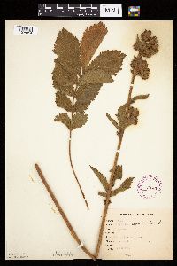 Drymocallis arguta image