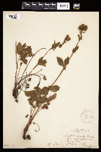 Image Associated With the Occurrence