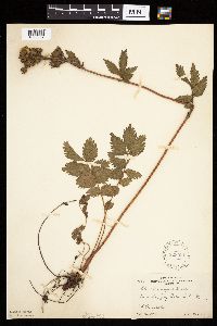 Image Associated With the Occurrence