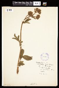 Drymocallis arguta image