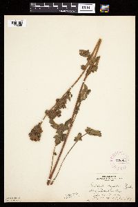 Drymocallis arguta image