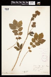 Drymocallis arguta image