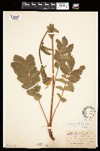 Image Associated With the Occurrence