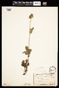 Drymocallis arguta image